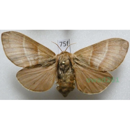 Macrothylacia rubi (Linnaeus, 1758) female Poland75f